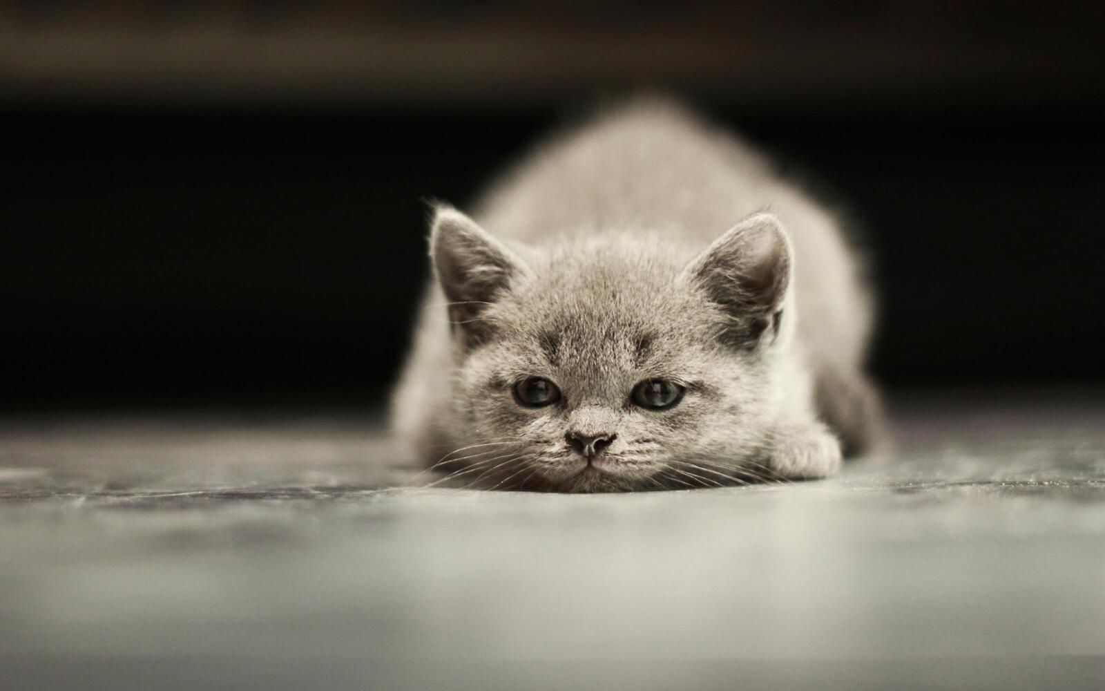 Free photo A gray kitten lies on the floor