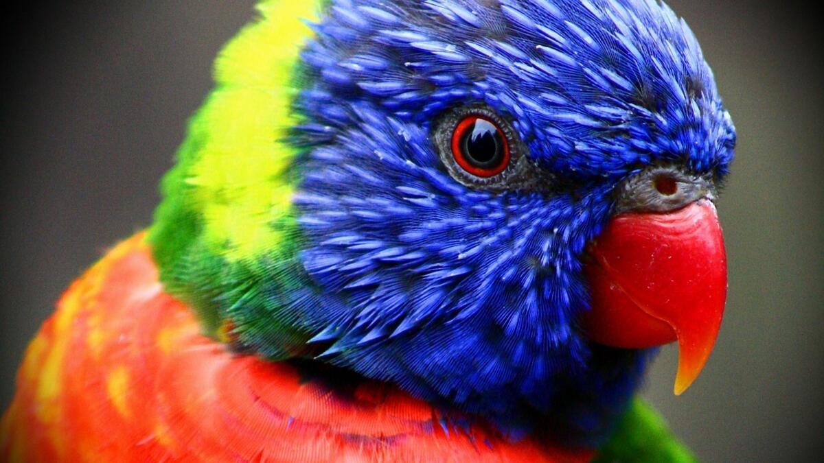 Красивый разноцветный попугай Ара