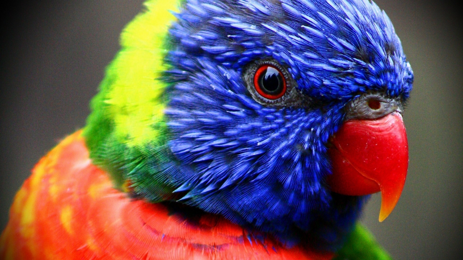 Free photo Beautiful multi-colored parrot Ara