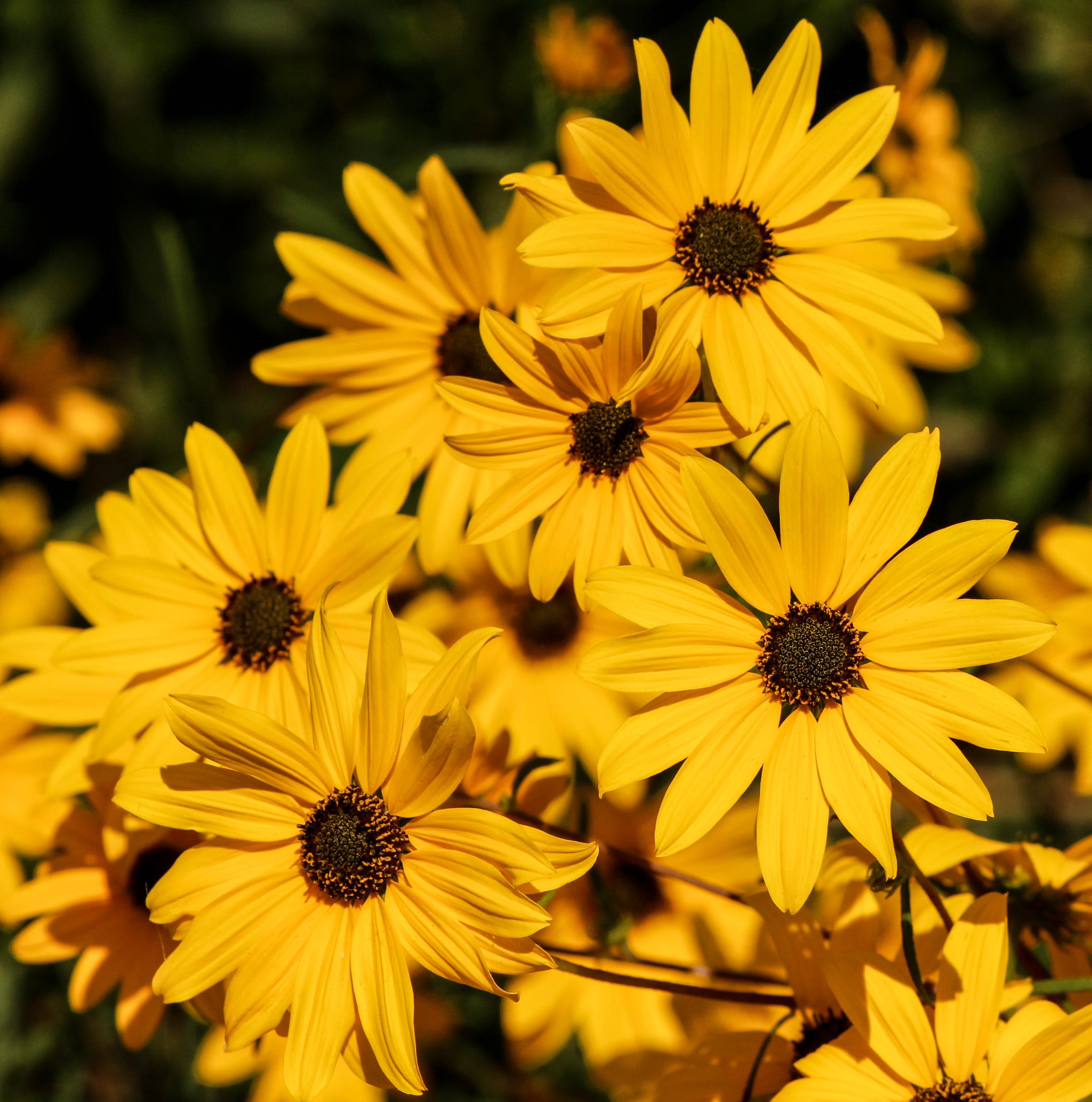 A flowerbed with yellow flowers