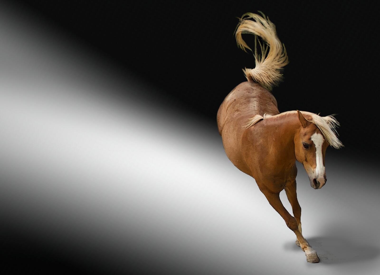 Бесплатное фото Лошадь в прыжке