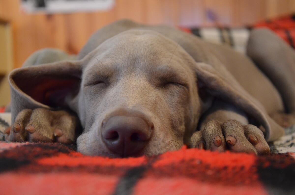 Sleeping lop-eared dog