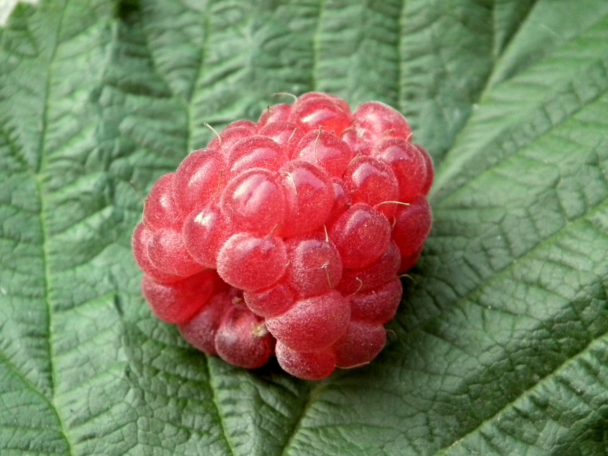 A red raspberry lies on a green leaf