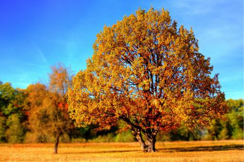 Autumn oak tree in the park during leaf fall
