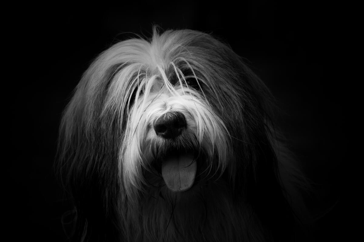 A hairy dog in a monochrome photo