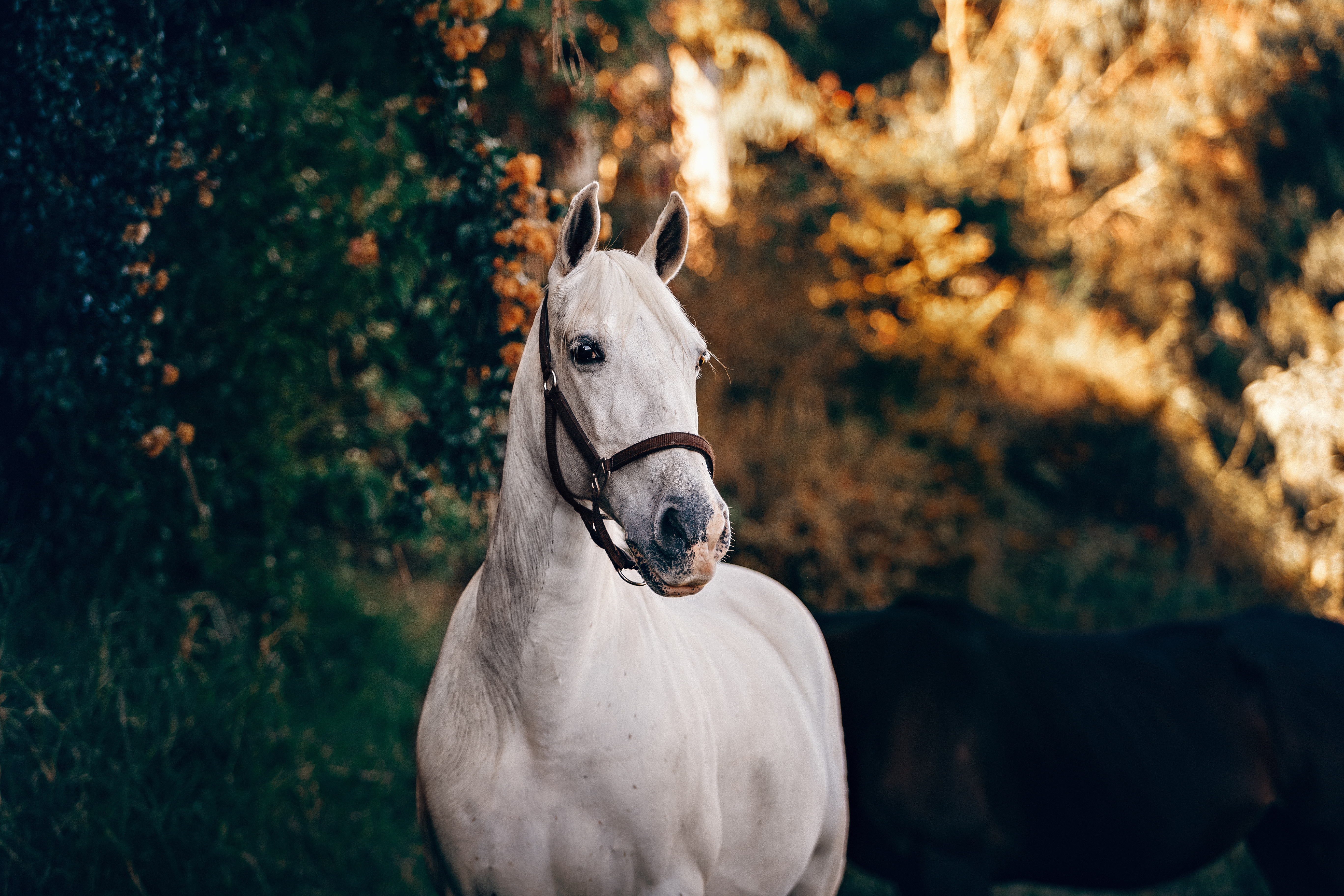 A beautiful white horse in a harness