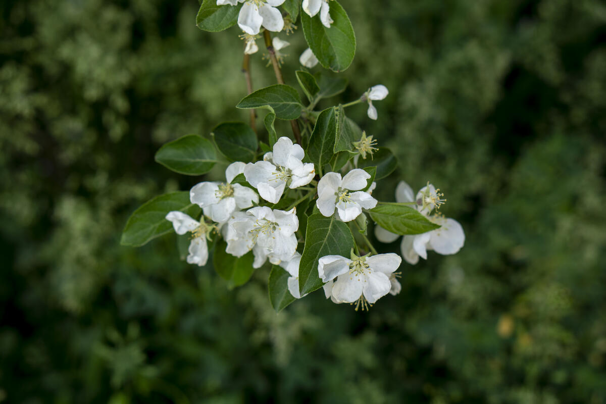 Белые цветы на ветви яблони