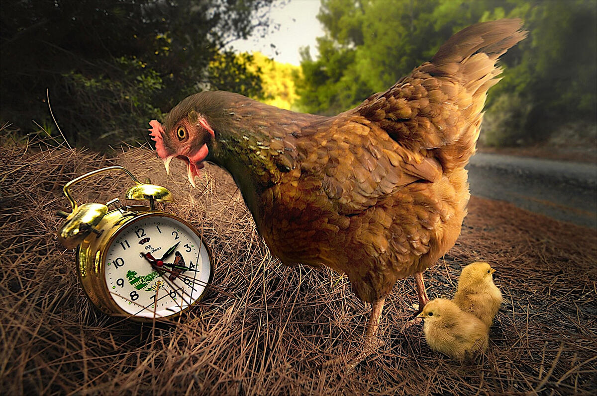 The chicken looks at the time
