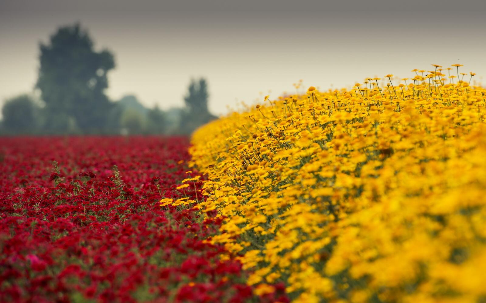 免费照片一片有红色和黄色花朵的大田