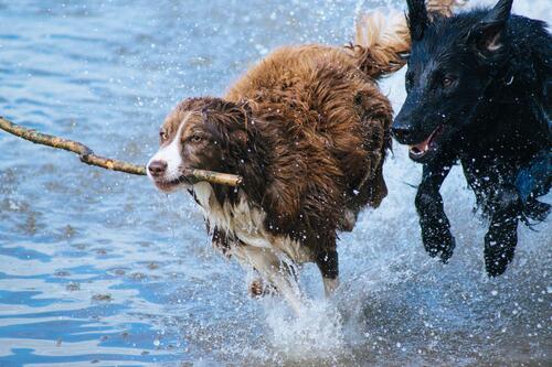 Dogs on the beach playing in the water run with a wooden stick