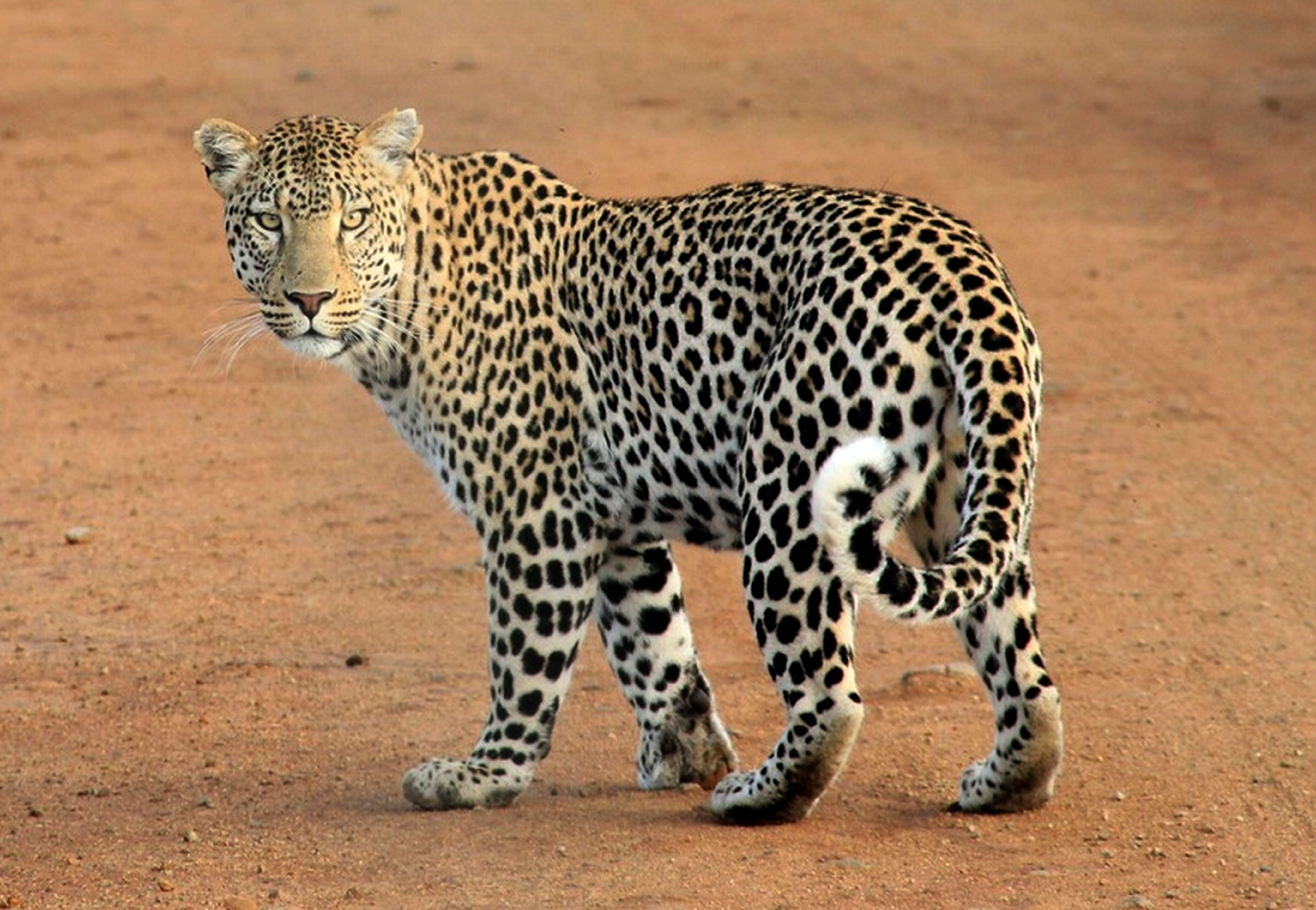 Бесплатное фото Дикий леопард из джунглей заметил фотографа