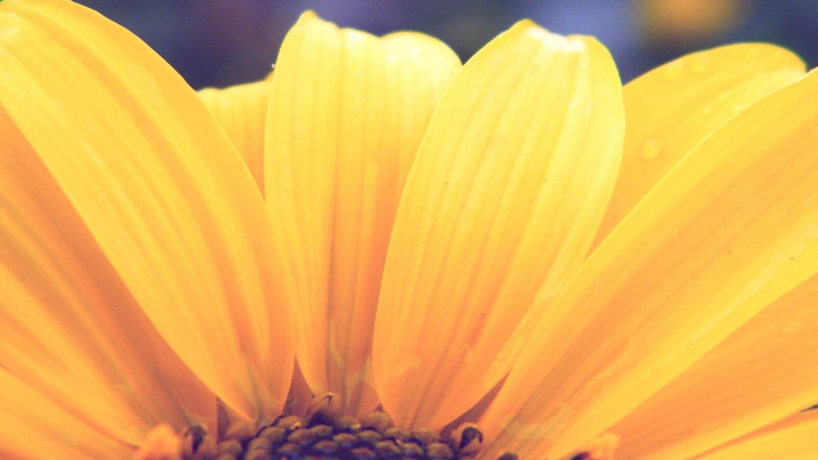 Бесплатное фото Большой цветок с желтыми лепестками