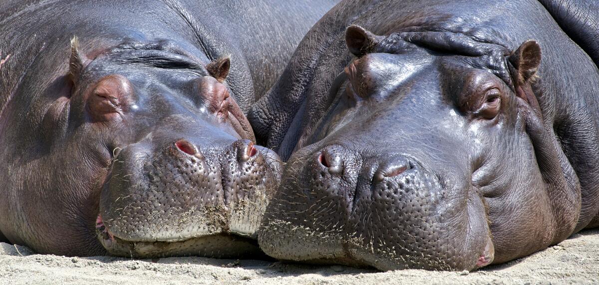 Two hippos basking in the sun.