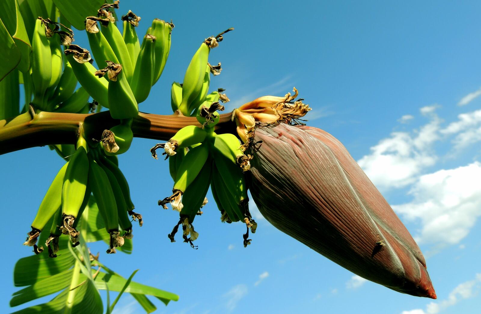 Бесплатное фото Ветвь бананового дерева
