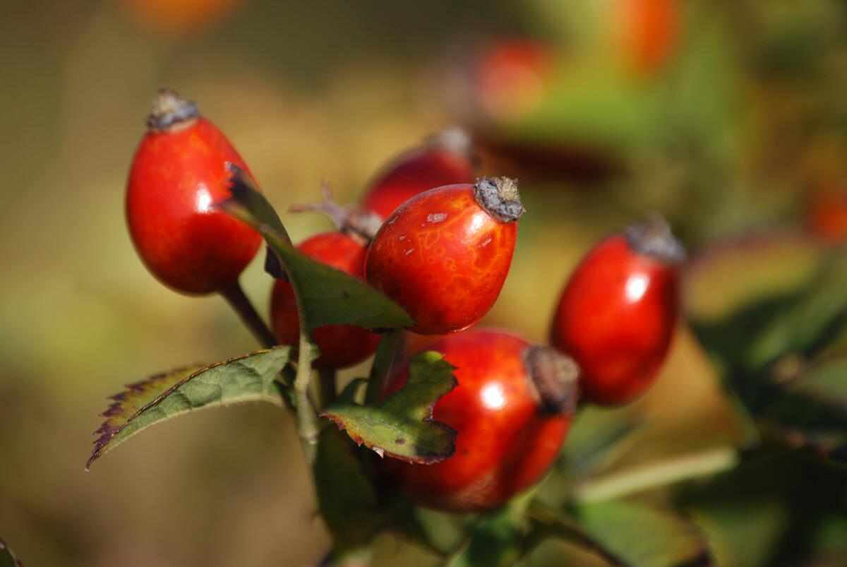 Rosehip berries on a twig