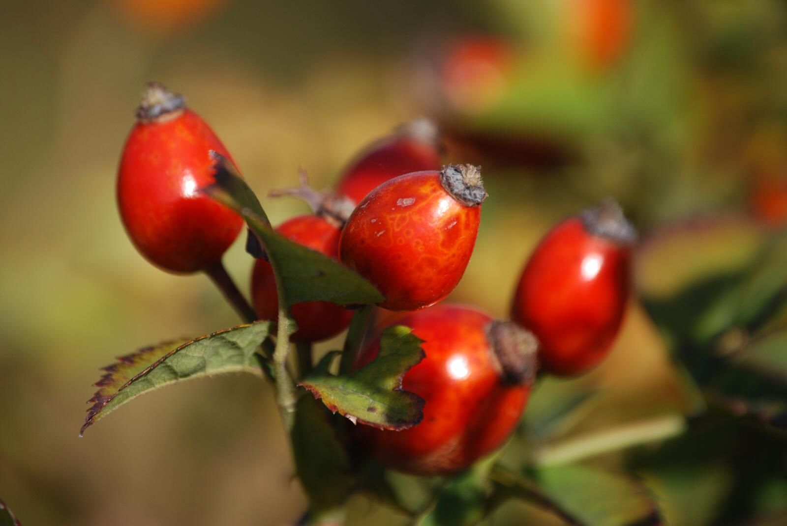 Free photo Rosehip berries on a twig