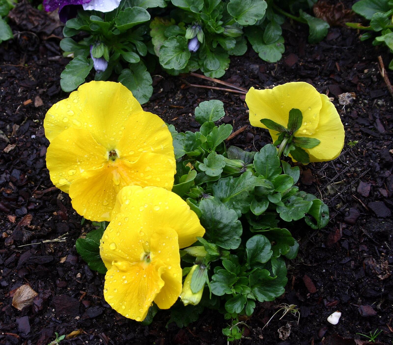 Free photo Blooming yellow flowers