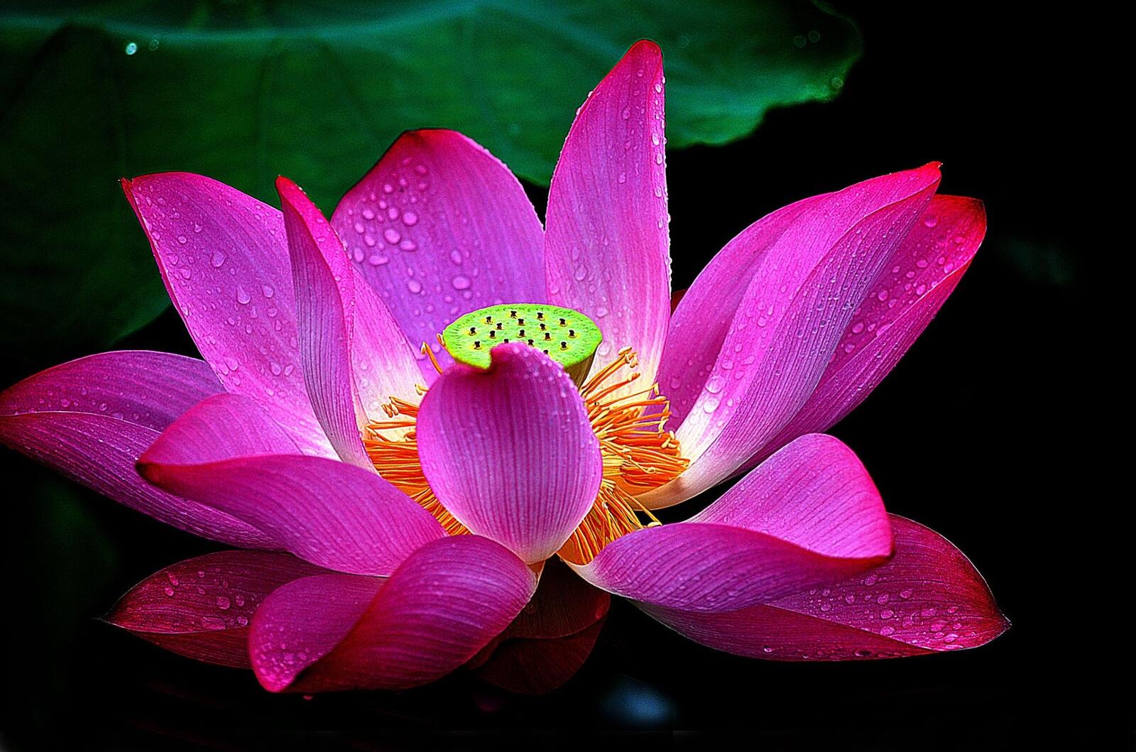 Free photo A blossoming lotus flower