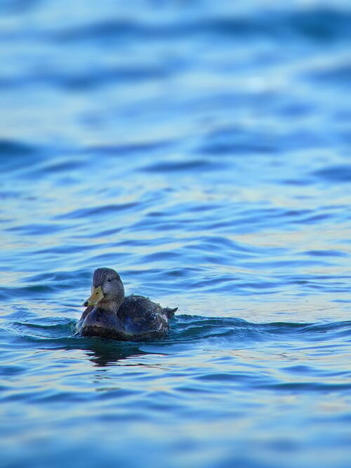 Одинокая утка плавает на озере