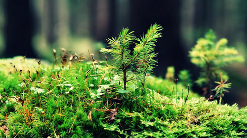 Green moss with fir twigs