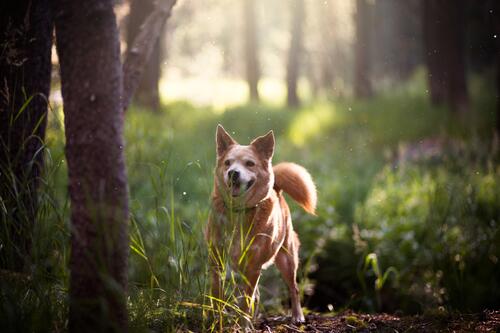A dog in a sunny clearing