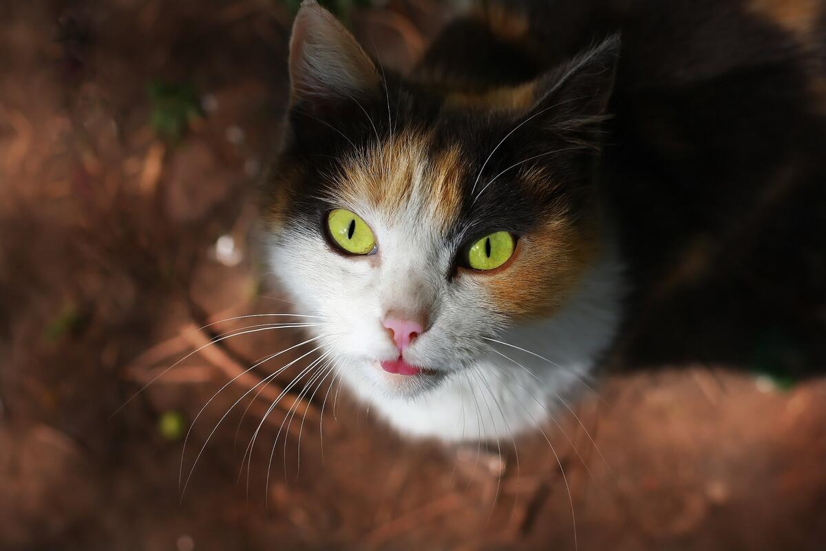Милый котик с зелеными глазами