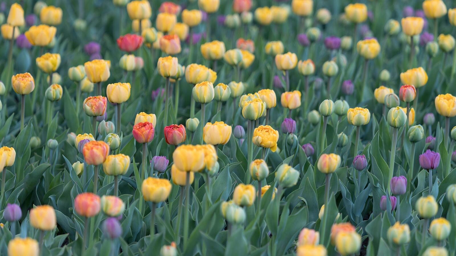 Free photo The glade with yellow tulips
