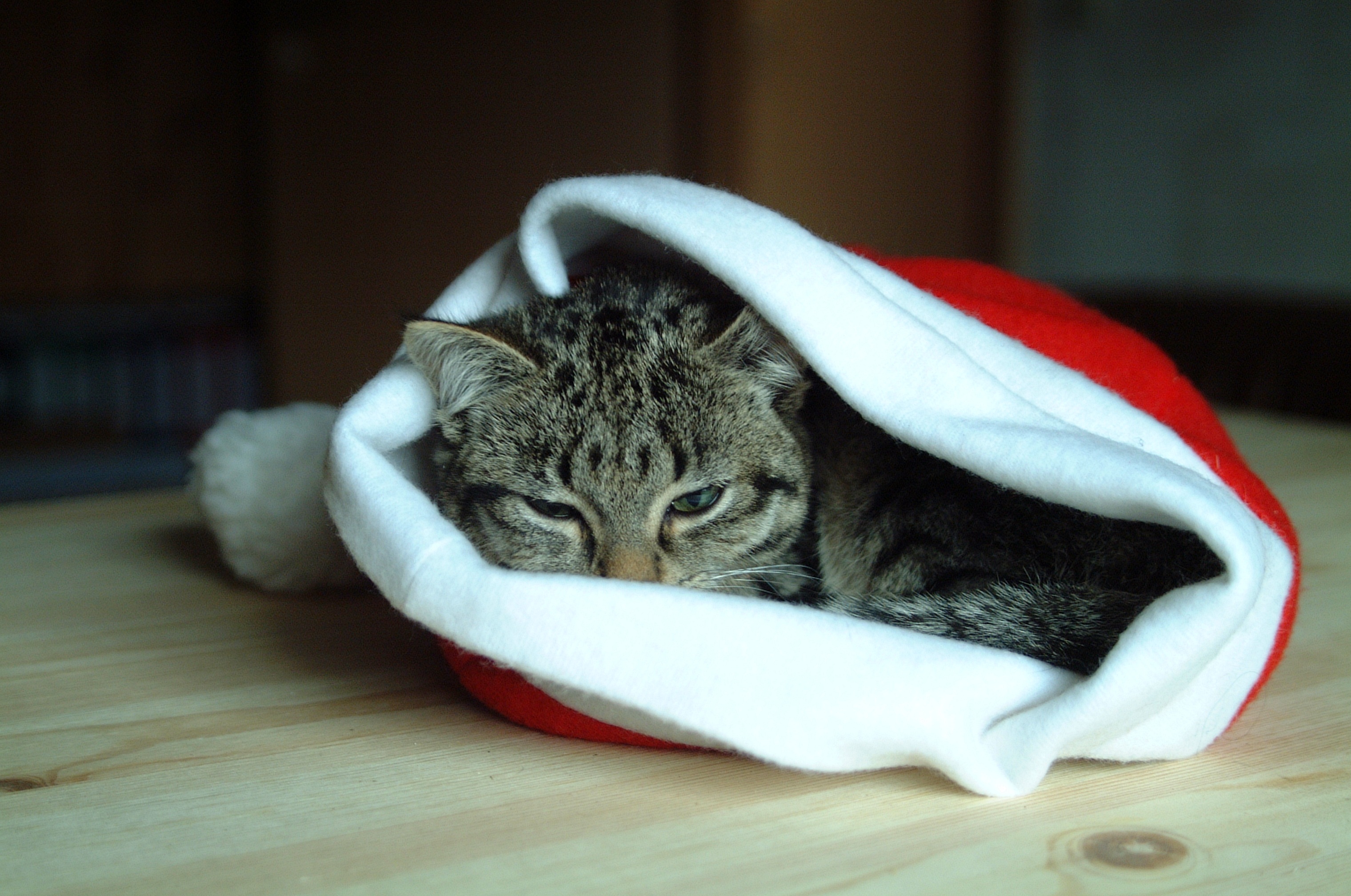 Котенок спит в новогодней шапке деда мороза