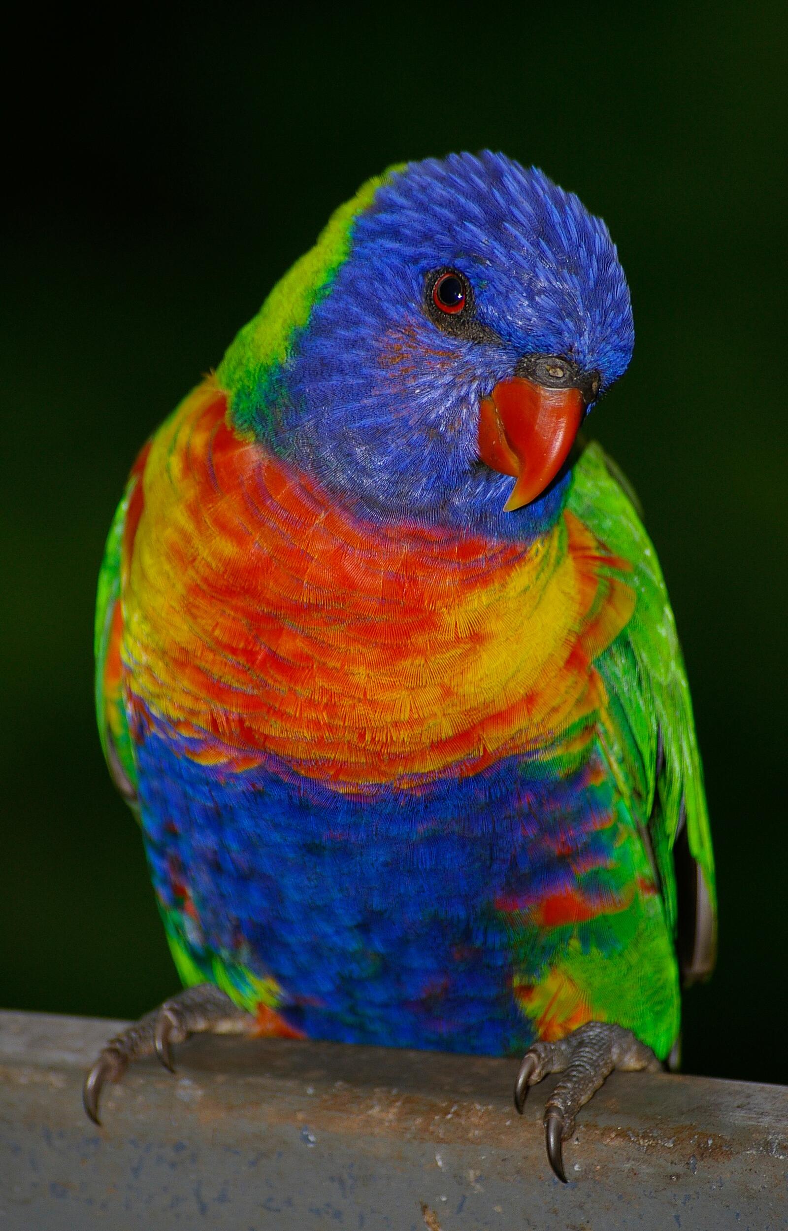 Free photo Colorful wavy parrot
