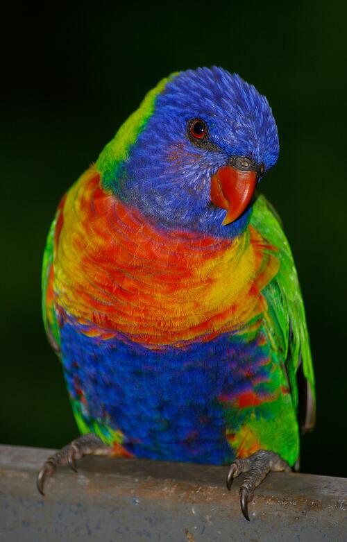 Цветной волнистый попугай