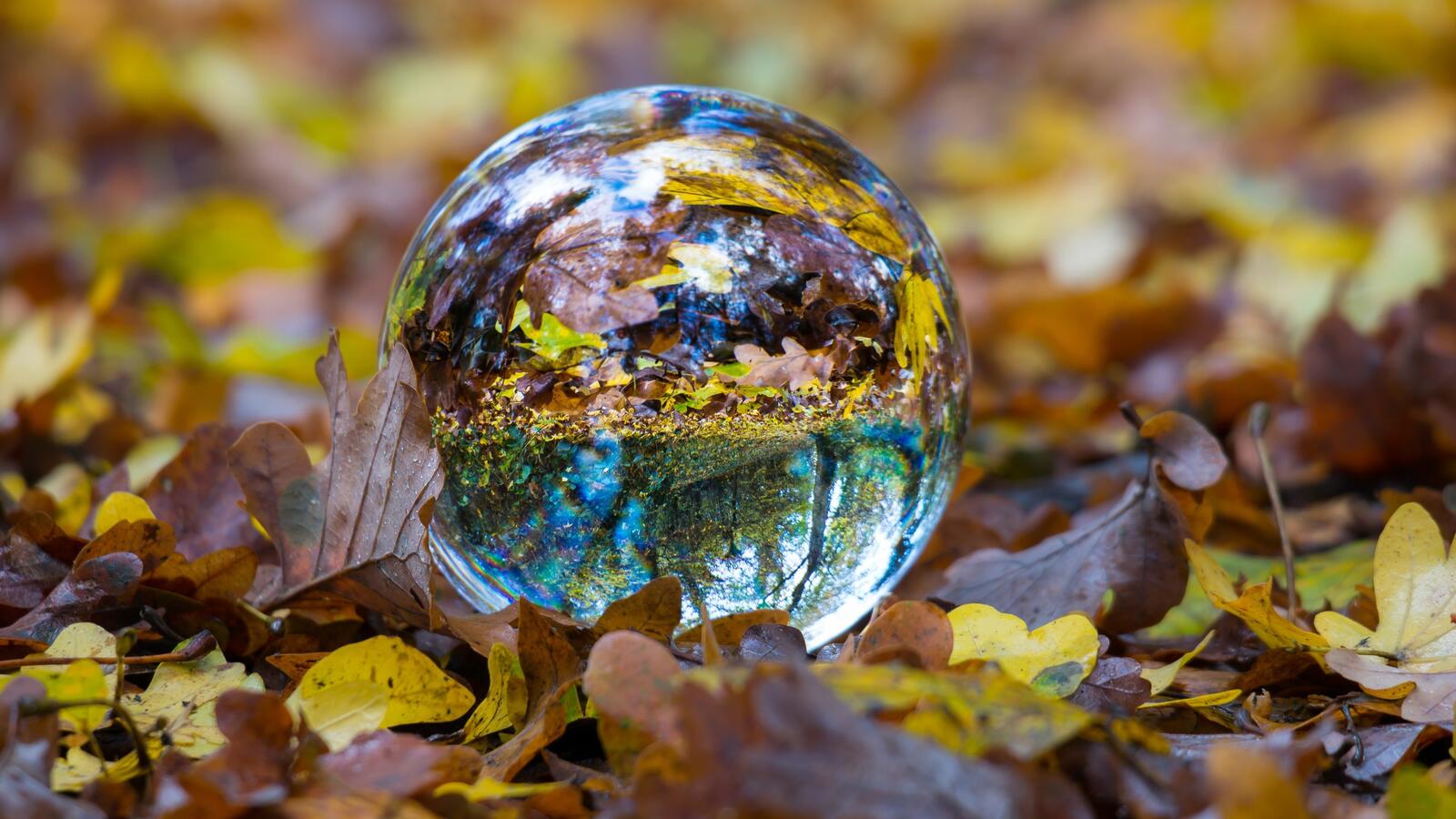 Бесплатное фото Прозрачный стеклянный шар лежит в опавших листьях