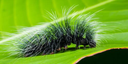 Green fluffy caterpillar crawling on a leaf