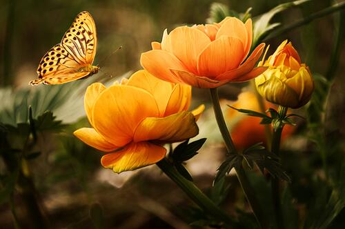 A yellow butterfly flies up to the yellow flowers