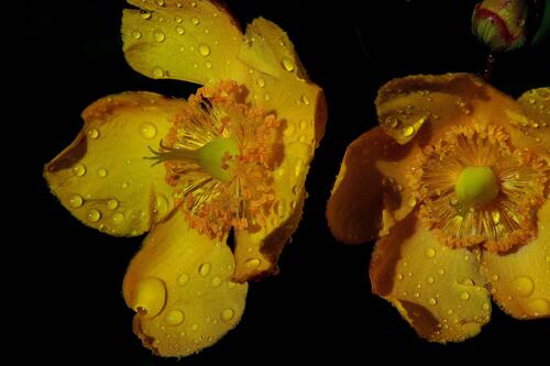 Желтые цветочки с каплями воды