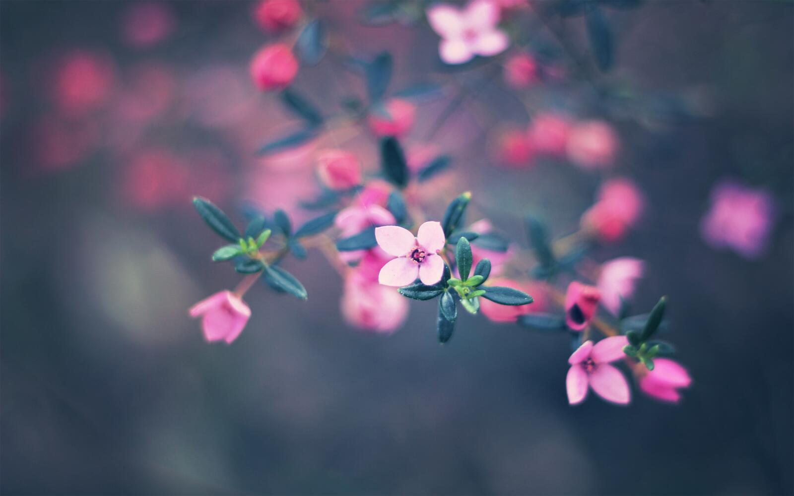 Free photo A sprig with pink flowers