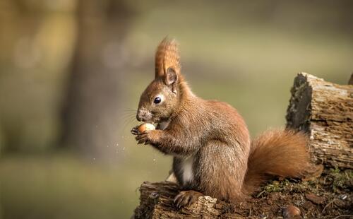 A little squirrel eats a nut