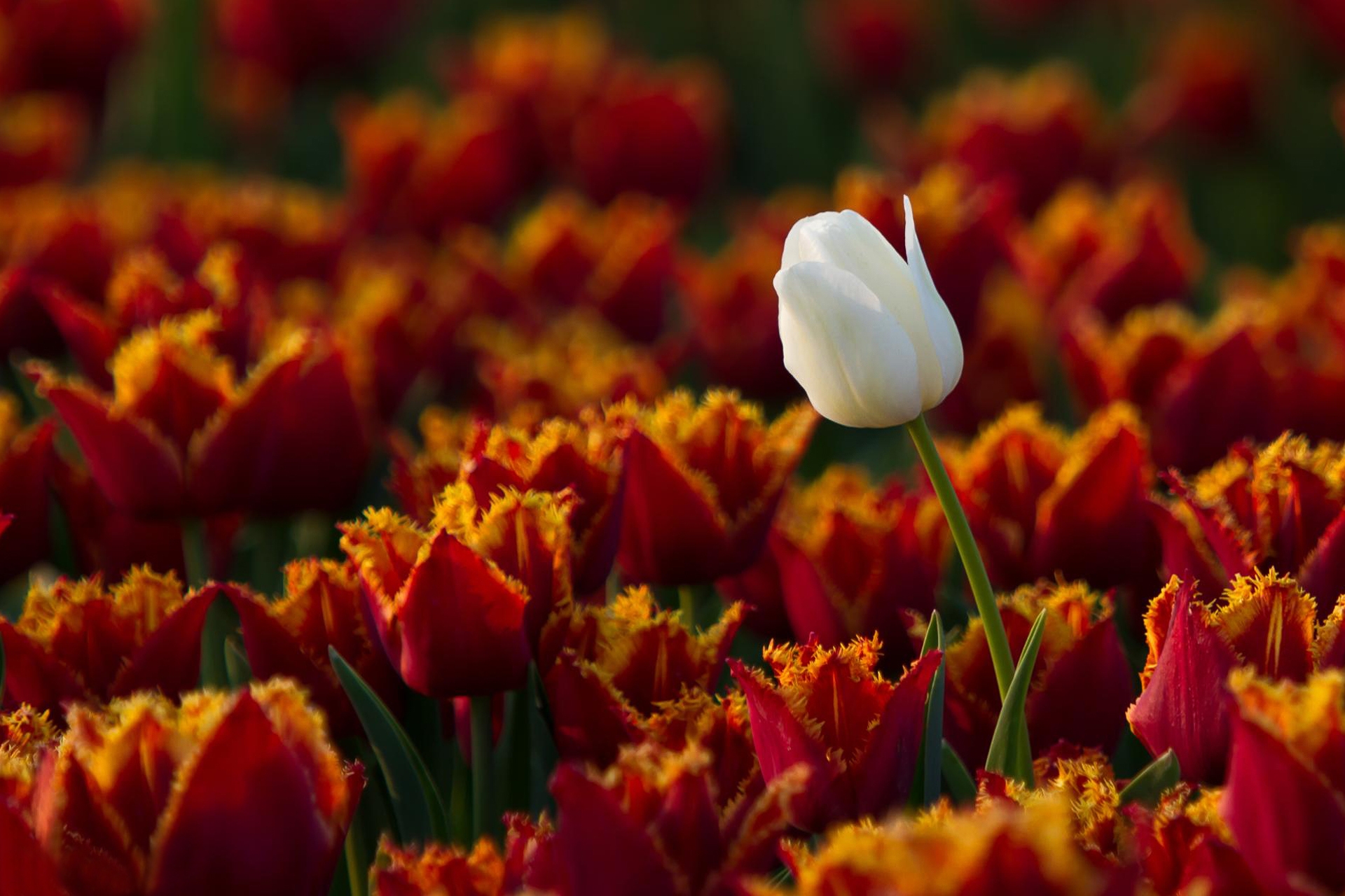 Бесплатное фото Белый цветок тюльпана