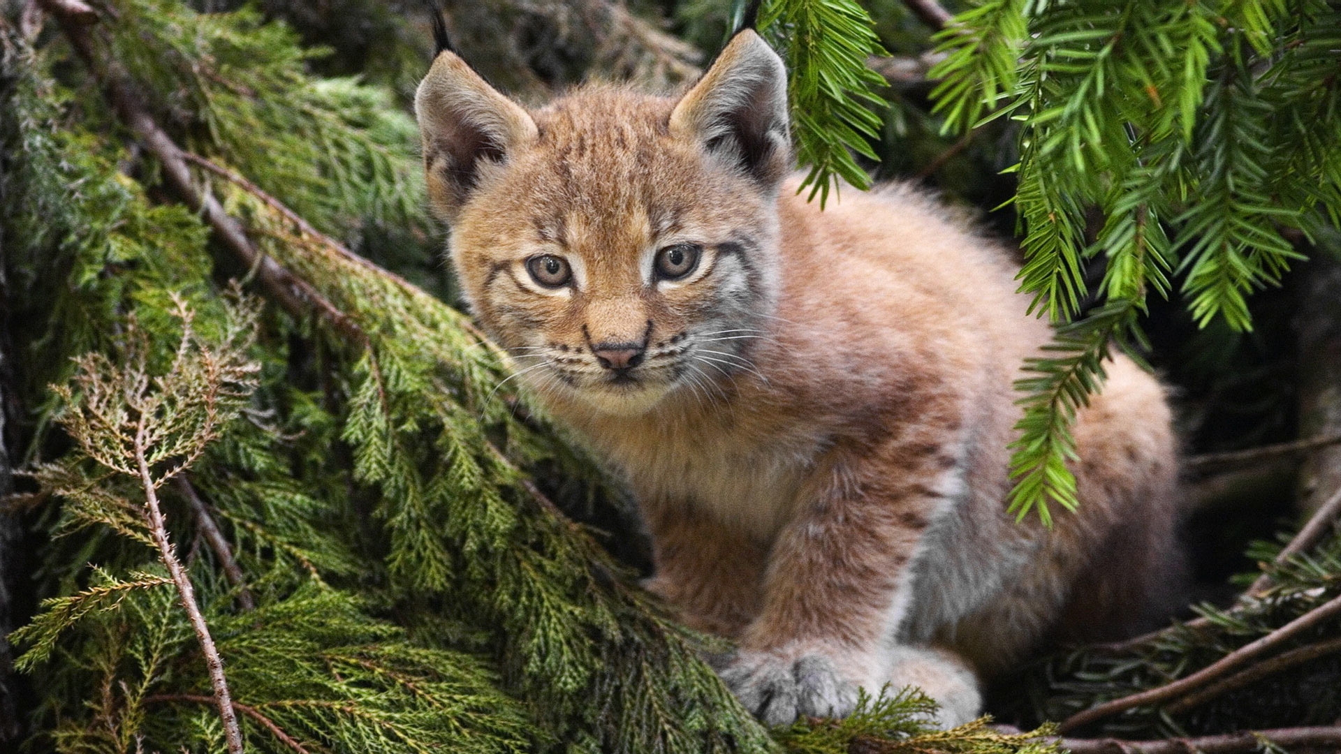 A picture of a bobcat kitten in pine branches