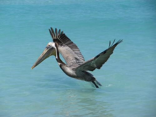 A pelican flying low over the water