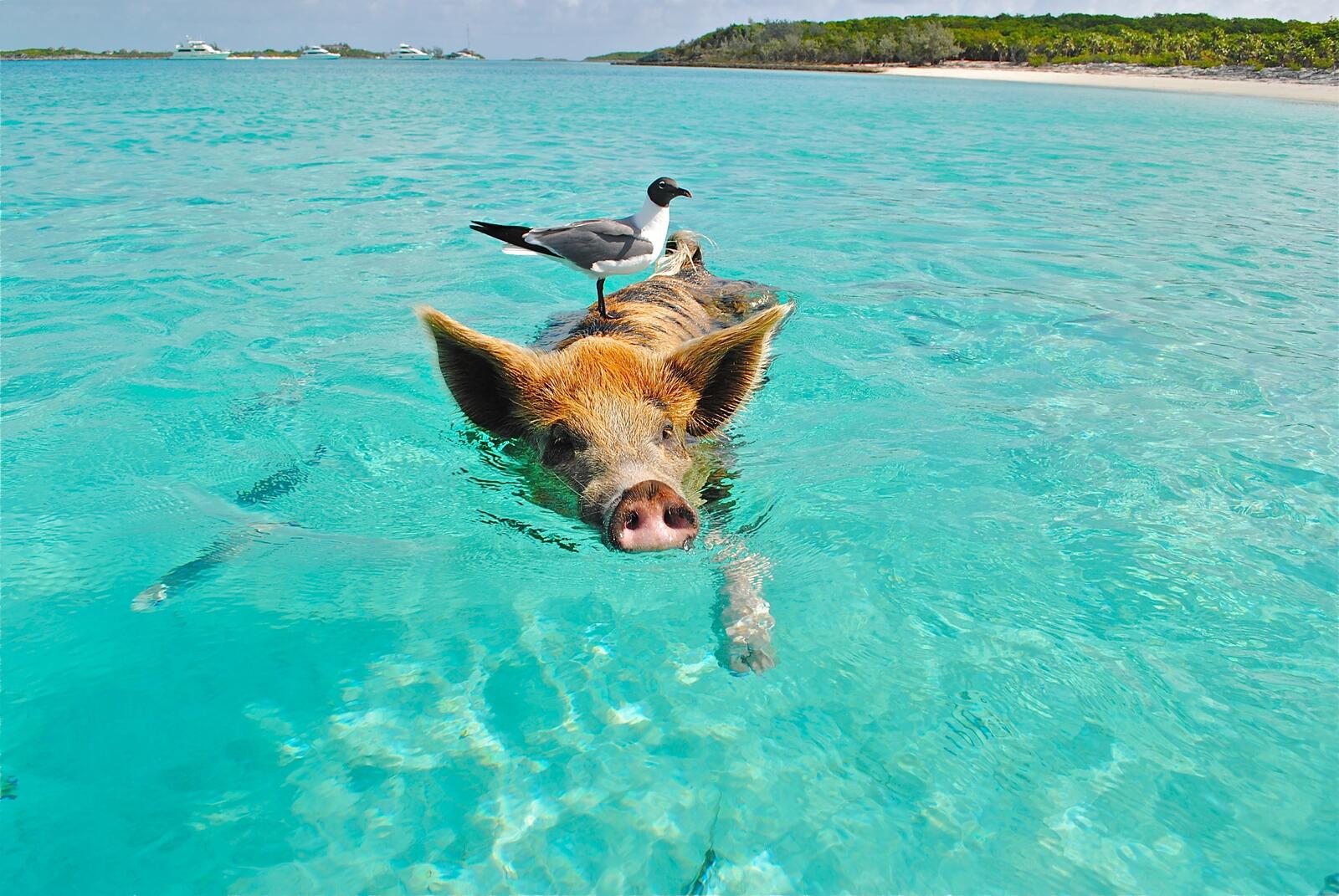 免费照片一只海鸥坐在一只游泳的猪上面