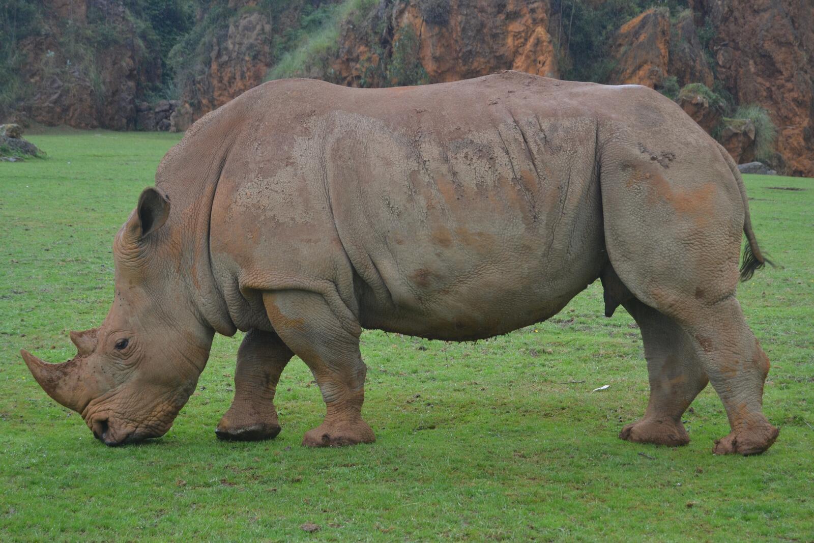 Бесплатное фото Большой носорог гуляет по газону
