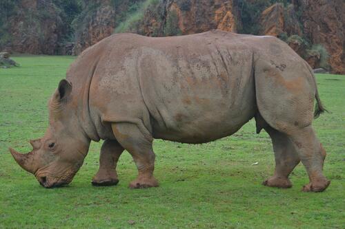 Большой носорог гуляет по газону
