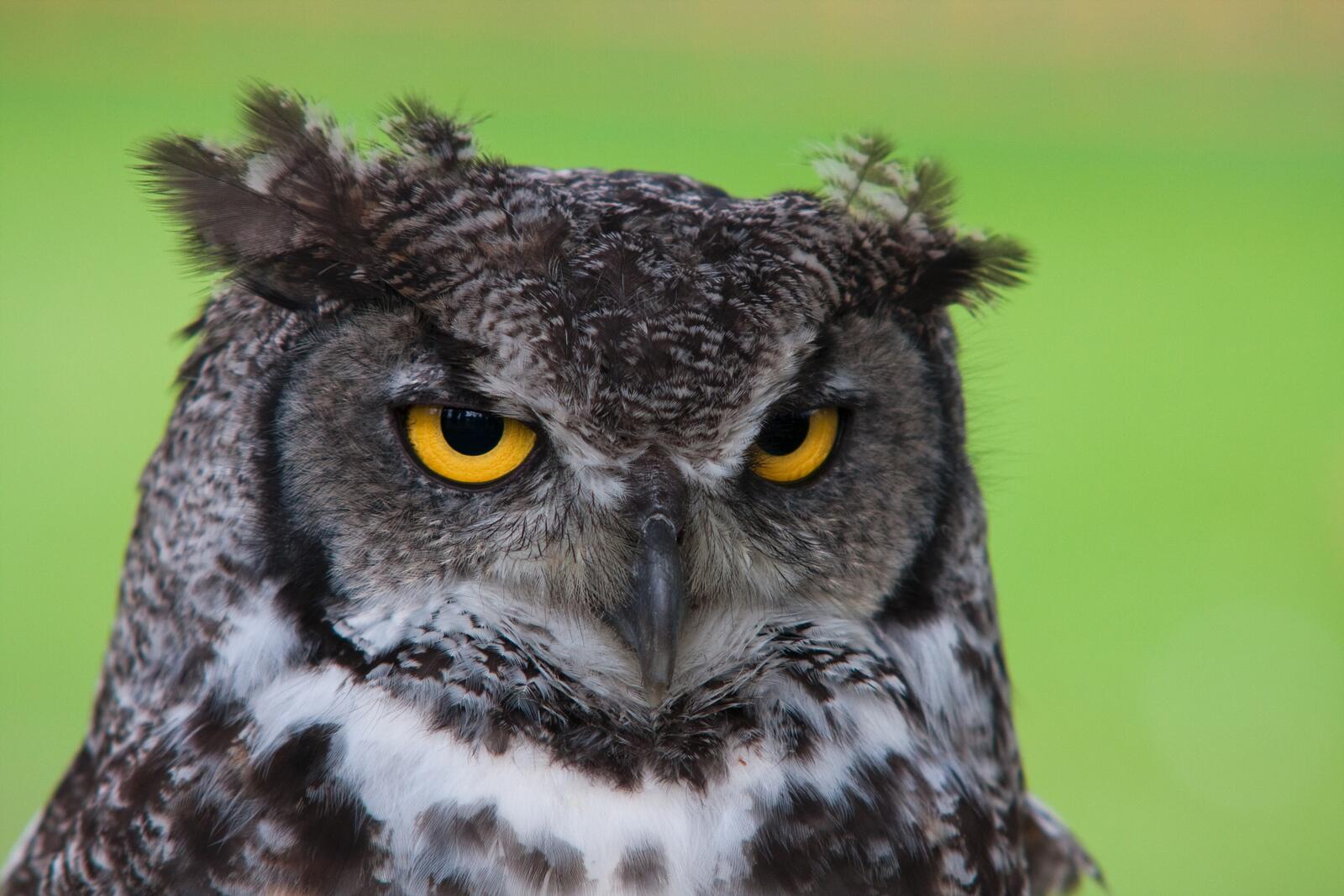 Free photo Portrait of a Drowsy Owl