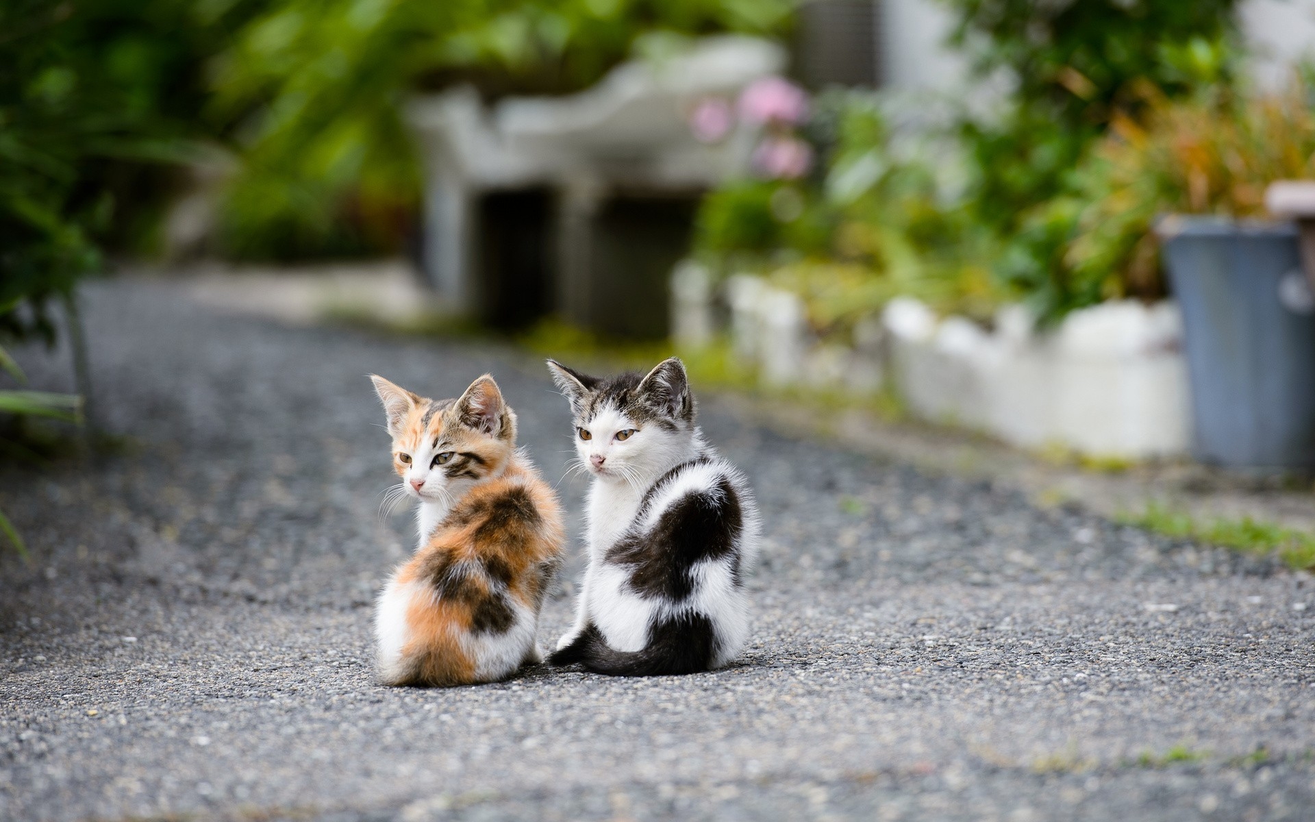 Два милых котенка сидят на тропинке