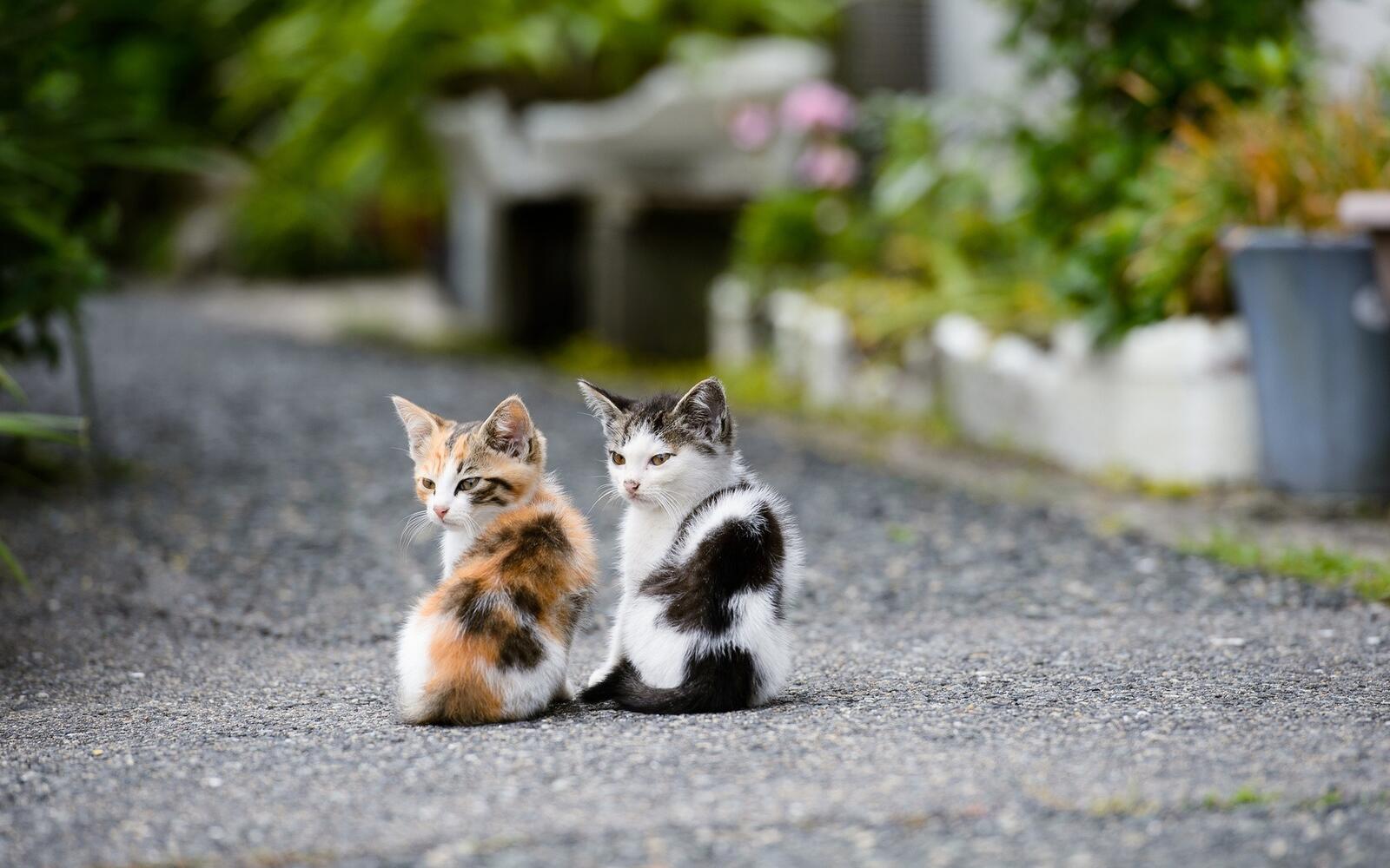 Бесплатное фото Два милых котенка сидят на тропинке