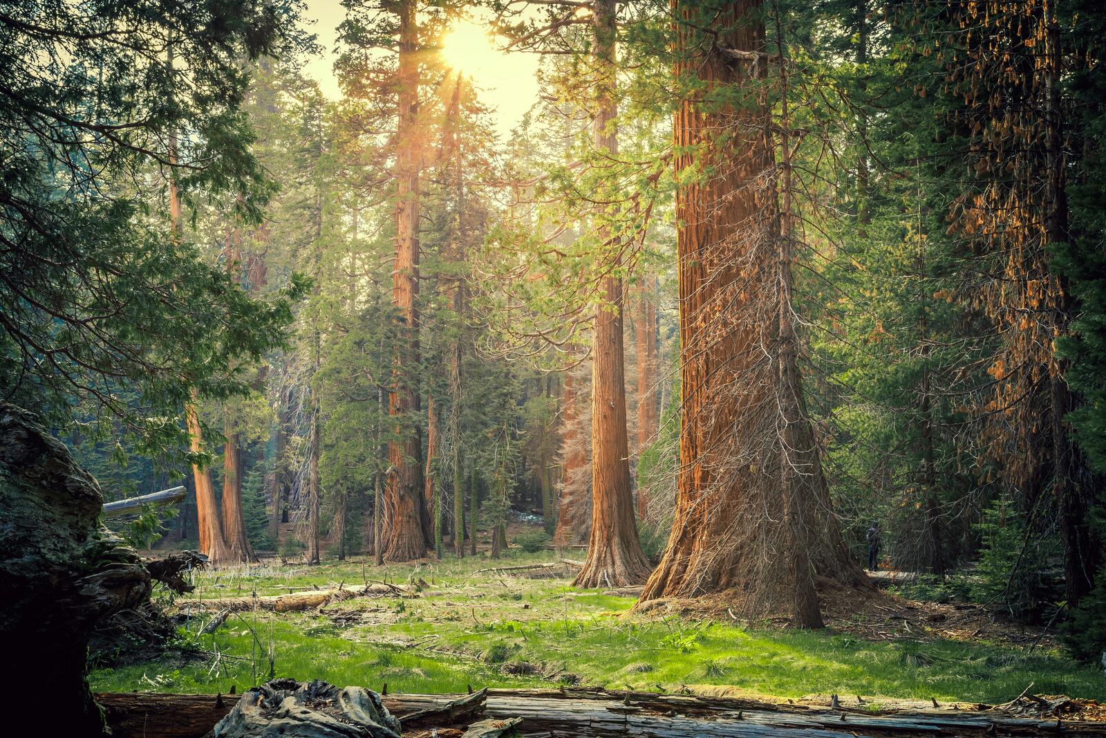 Бесплатное фото Старинный лес с большими деревьями