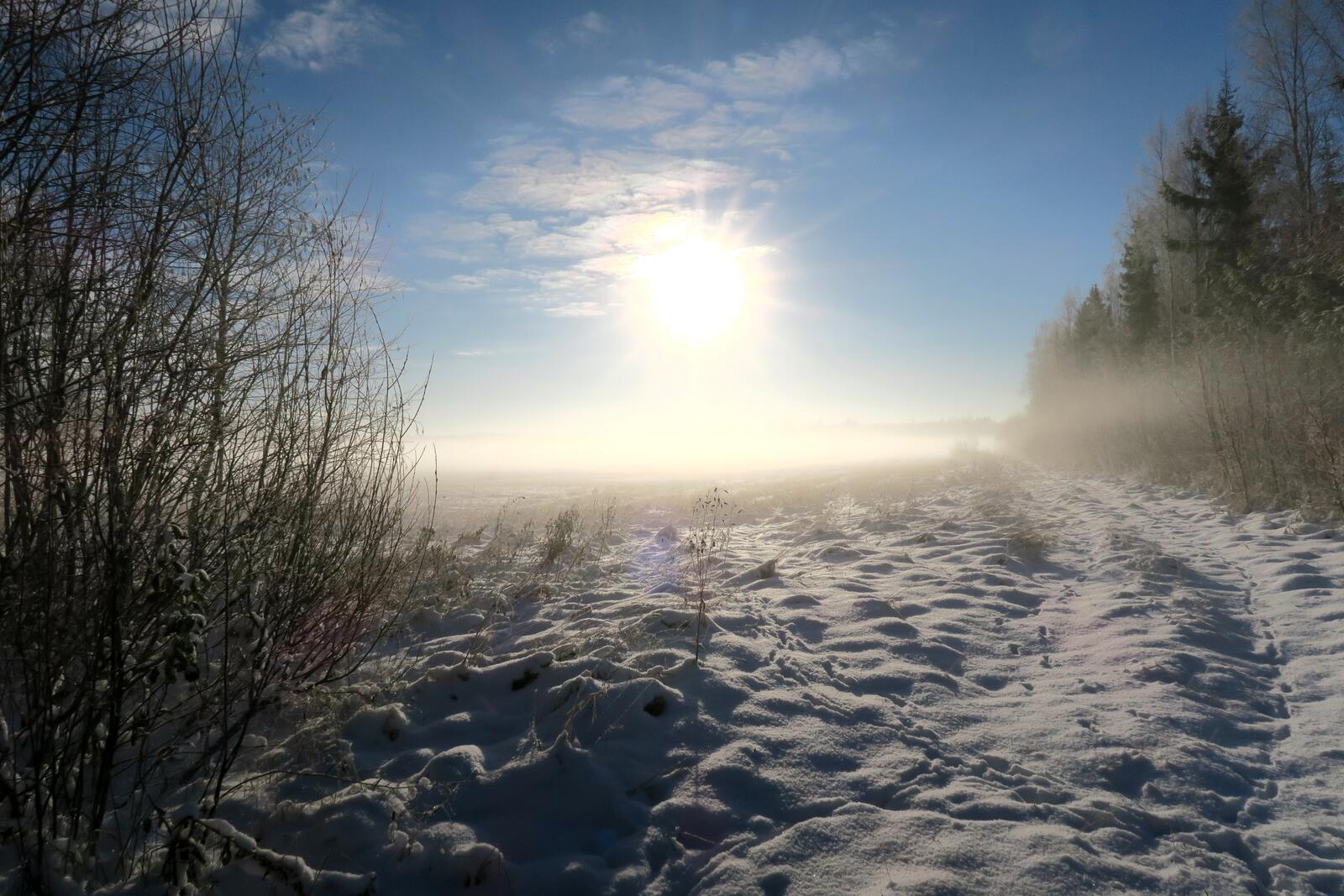 Бесплатное фото Зимний восход солнца возле леса, а на снегу следы животных