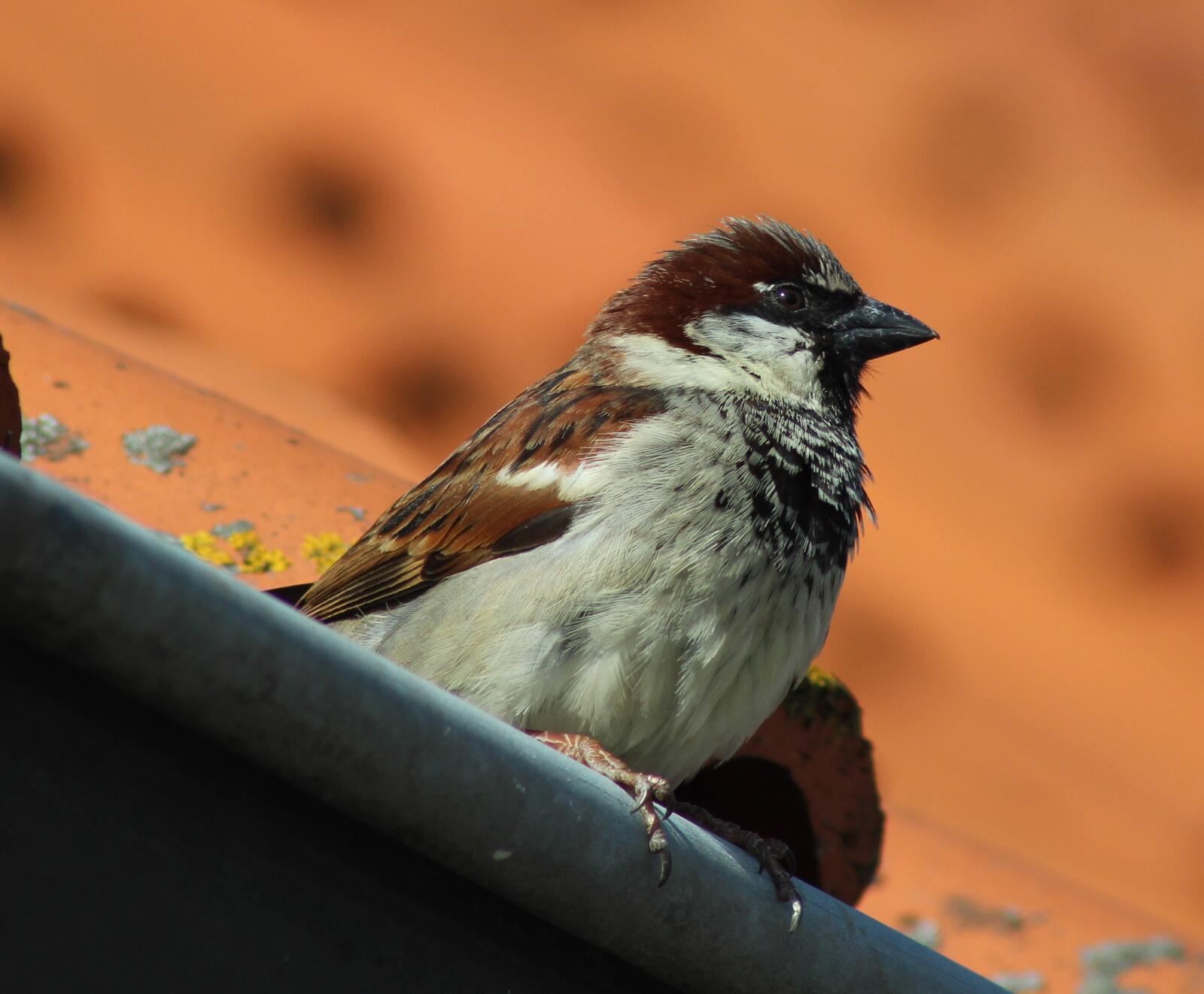 Free photo A close-up shot of a sparrow