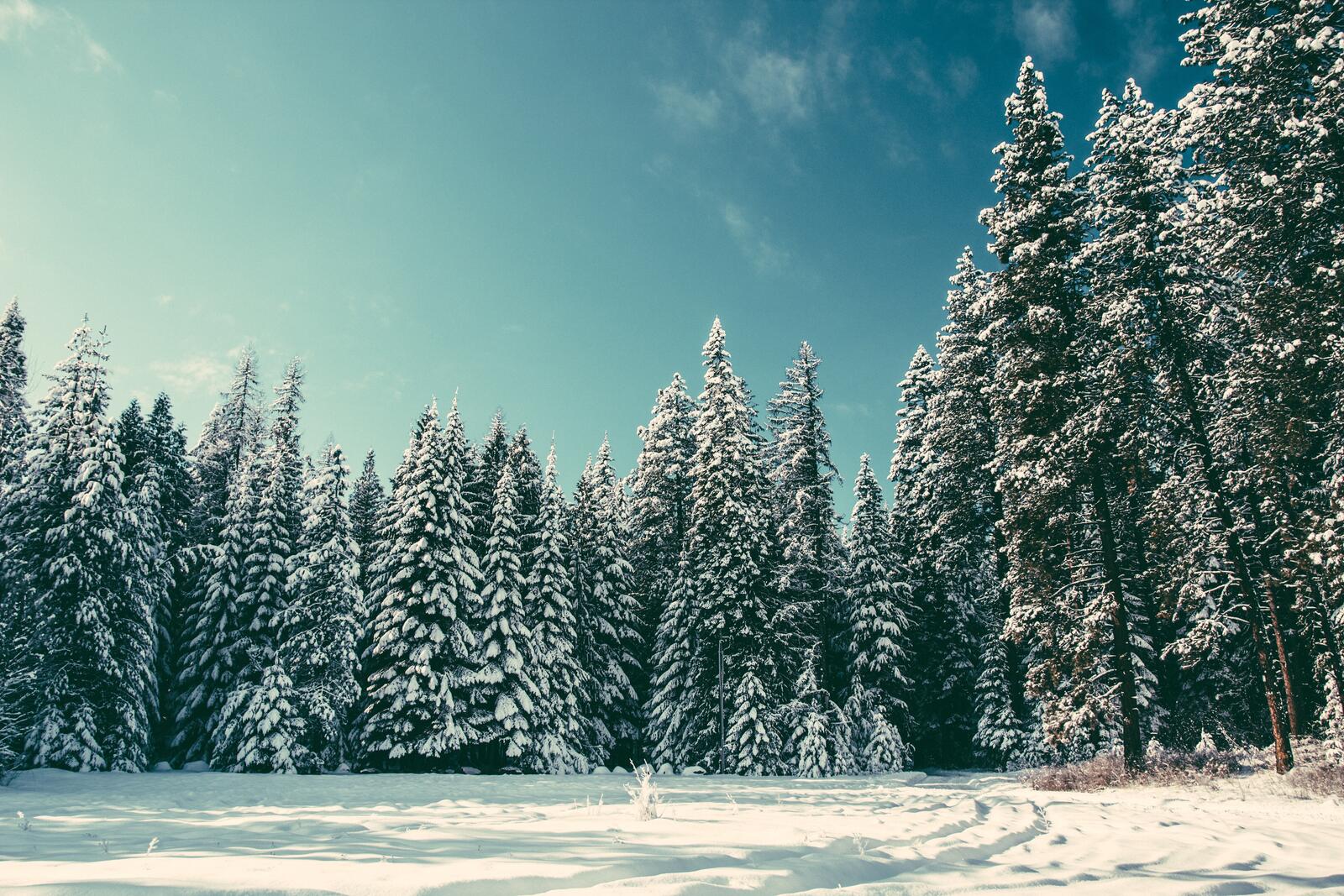 Бесплатное фото Зимний хвойный лес