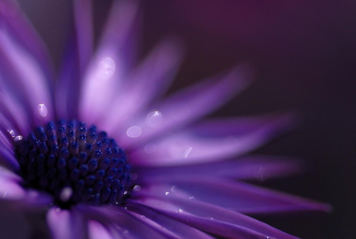 Пурпурный цветочек